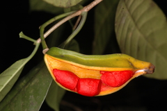 Tabernaemontana gamblei